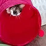 Chat, Felidae, Carnivore, Comfort, Small To Medium-sized Cats, Cat Supply, Pet Supply, Moustaches, Red, Bean Bag, Chapi Chapo, Cat Bed, Museau, Fashion Accessory, Poil, Queue, Magenta, Bag, Personal Protective Equipment, Domestic Short-haired Cat