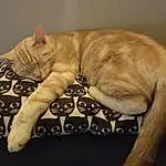 Chat, Felidae, Carnivore, Comfort, Small To Medium-sized Cats, Moustaches, Faon, Queue, Museau, Cat Supply, Poil, Bois, Terrestrial Animal, Patte, Domestic Short-haired Cat, Pet Supply, Linens, Griffe, Sieste, Pattern