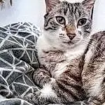 Chat, Carnivore, Felidae, Small To Medium-sized Cats, Iris, Grey, Moustaches, Museau, Terrestrial Animal, Comfort, Arbre, Poil, Art, Domestic Short-haired Cat, Patte, Noir & Blanc, Griffe, Monochrome, Pattern