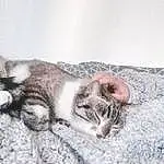 Chat, Felidae, Carnivore, Comfort, Small To Medium-sized Cats, Moustaches, Grey, Faon, Museau, Queue, Patte, Domestic Short-haired Cat, Poil, Griffe, Neige, Terrestrial Animal, Sand, Sieste, Hiver