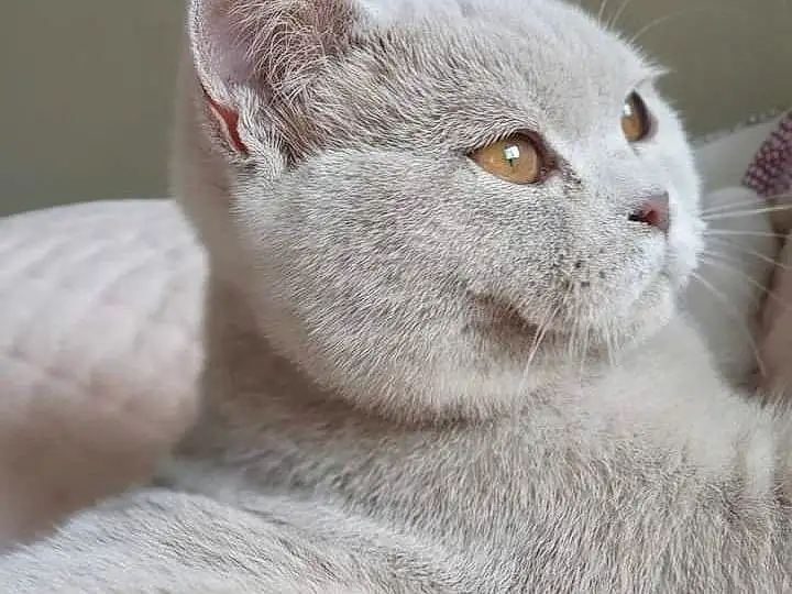 Chat, Yeux, Felidae, Carnivore, Small To Medium-sized Cats, Iris, Moustaches, Oreille, Grey, Museau, Terrestrial Animal, Poil, Domestic Short-haired Cat, FenÃªtre, Comfort