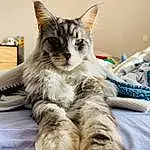 Chat, Yeux, Felidae, Comfort, Carnivore, Small To Medium-sized Cats, Moustaches, Museau, Patte, Queue, Poil, Domestic Short-haired Cat, Griffe, Assis, Foot, Terrestrial Animal, Sieste