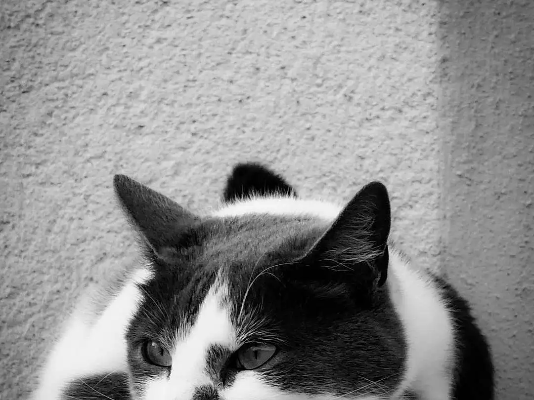 Chat, Felidae, Carnivore, Small To Medium-sized Cats, Black-and-white, Moustaches, Grey, Style, Line, Monochrome, Museau, Noir & Blanc, Comfort, Queue, Tints And Shades, Patte, Poil, Bored