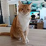 Chat, FenÃªtre, Felidae, Bois, Carnivore, Small To Medium-sized Cats, Moustaches, Faon, Hardwood, Picture Frame, Museau, Comfort, Queue, Drawer, Houseplant, Domestic Short-haired Cat, Poil, Patte, Wood Flooring