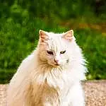 Chat, Yeux, Felidae, Carnivore, Plante, Small To Medium-sized Cats, Moustaches, Faon, Herbe, Museau, Terrestrial Animal, Poil, Assis, British Longhair, Queue, Arbre, Bois, Ragdoll