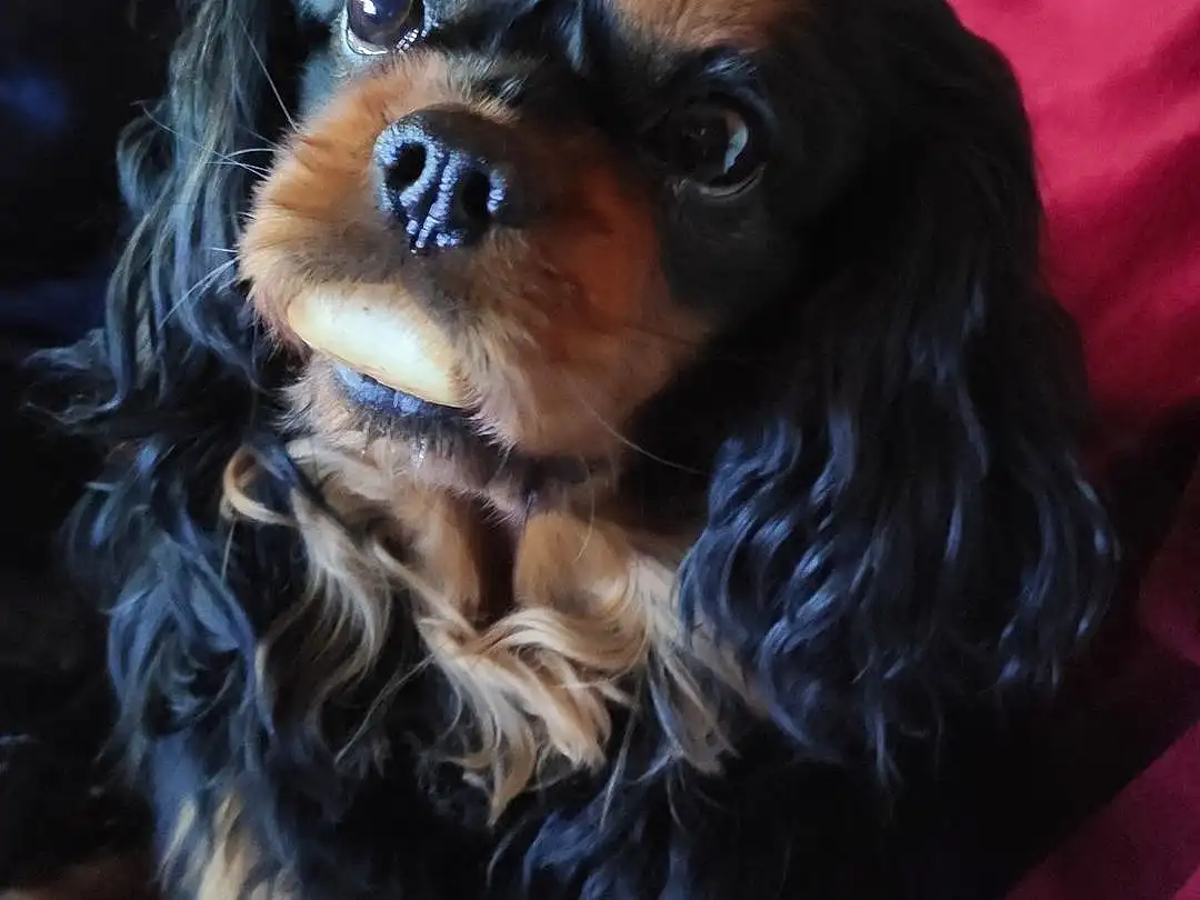 Chien, Race de chien, Carnivore, Liver, Chien de compagnie, Faon, Toy Dog, Ã‰pagneul, Museau, Poil, Canidae, Working Animal, Moustaches, Terrestrial Animal, Tibetan Spaniel, Japanese Chin, Pattern, Cavalier King Charles Spaniel, Chiots