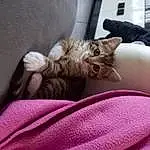 Chat, Comfort, Couch, Carnivore, Grey, Felidae, Moustaches, Faon, Vehicle, Small To Medium-sized Cats, Linens, Magenta, Poil, Queue, Domestic Short-haired Cat, Patte, Griffe, Bedding, Human Leg, Room