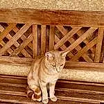 Chat, Felidae, Bois, Carnivore, Small To Medium-sized Cats, Moustaches, Faon, Hardwood, Queue, Museau, Wood Stain, Poil, Domestic Short-haired Cat, Comfort, Plywood, Assis, Pattern, Outdoor Furniture