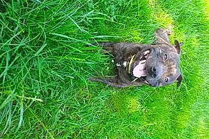 Staffordshire Bull Terrier Chien Niños
