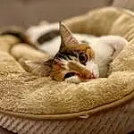 Chat, Yeux, Cat Bed, Cat Supply, Comfort, Carnivore, Felidae, Small To Medium-sized Cats, Faon, Moustaches, Cat Furniture, Museau, Pet Supply, Close-up, Linens, Domestic Short-haired Cat, Couch, Patte, Bedding, Poil