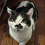 Chat, Carnivore, Grey, Felidae, Small To Medium-sized Cats, Moustaches, Museau, Bois, Hardwood, Queue, Domestic Short-haired Cat, Poil, Wood Flooring