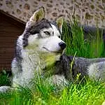 Chien, Plante, Carnivore, Race de chien, Chien dâ€™attelage, Herbe, Wolf, Moustaches, Terrestrial Animal, Groundcover, Museau, Poil, Canis, Canis Lupus Tundrarum, Husky de SibÃ©rie, Working Animal, Canidae, Art