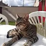 Chat, Yeux, Cloud, Felidae, Ciel, Carnivore, Small To Medium-sized Cats, Tableware, Moustaches, Chair, Museau, Patte, Terrestrial Animal, Arbre, Poil, Domestic Short-haired Cat, Queue, Griffe, Comfort