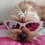 Lunettes, Head, Chien, Vision Care, Yeux, Dog Supply, Goggles, Sunglasses, Race de chien, Carnivore, Oreille, Eyewear, Chien de compagnie, Comfort, Faon, Toy Dog, Liver, Working Animal, Museau, Personal Protective Equipment