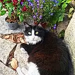 Plante, Fleur, Chat, Flowerpot, Bleu, Felidae, Carnivore, Botany, Houseplant, Herbe, Small To Medium-sized Cats, Moustaches, Groundcover, Museau, Queue, Poil, Arbre, Domestic Short-haired Cat, Spring, Annual Plant