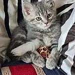 Chat, Carnivore, Comfort, Felidae, Textile, Small To Medium-sized Cats, Grey, Moustaches, Queue, Museau, Patte, Domestic Short-haired Cat, Poil, Tartan, Griffe, Linens, Woven Fabric, Plaid, Pattern, Bed