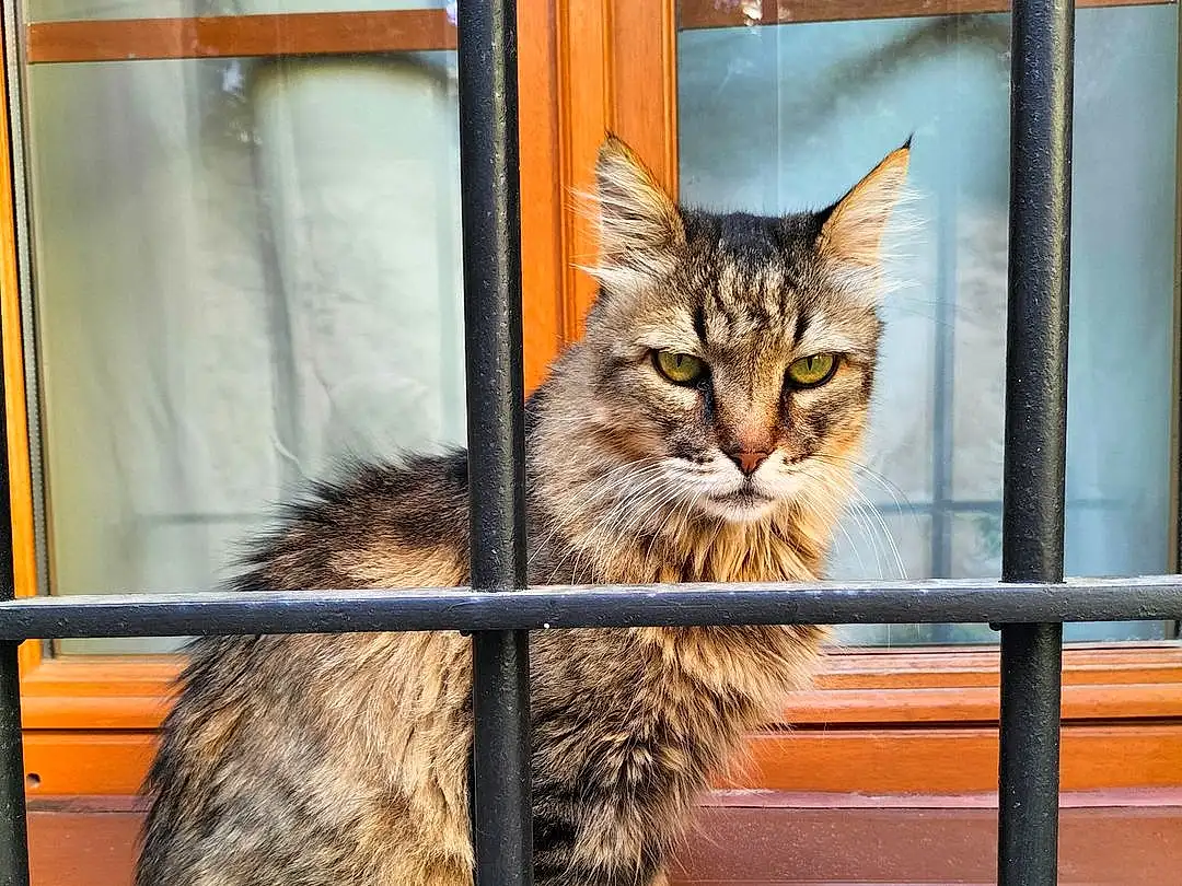Chat, FenÃªtre, Felidae, Carnivore, Small To Medium-sized Cats, Bois, Moustaches, Plante, Flowerpot, Museau, Queue, Poil, Domestic Short-haired Cat, Animal Shelter, Assis, Griffe, Terrestrial Animal, Maine Coon, Metal, Patte