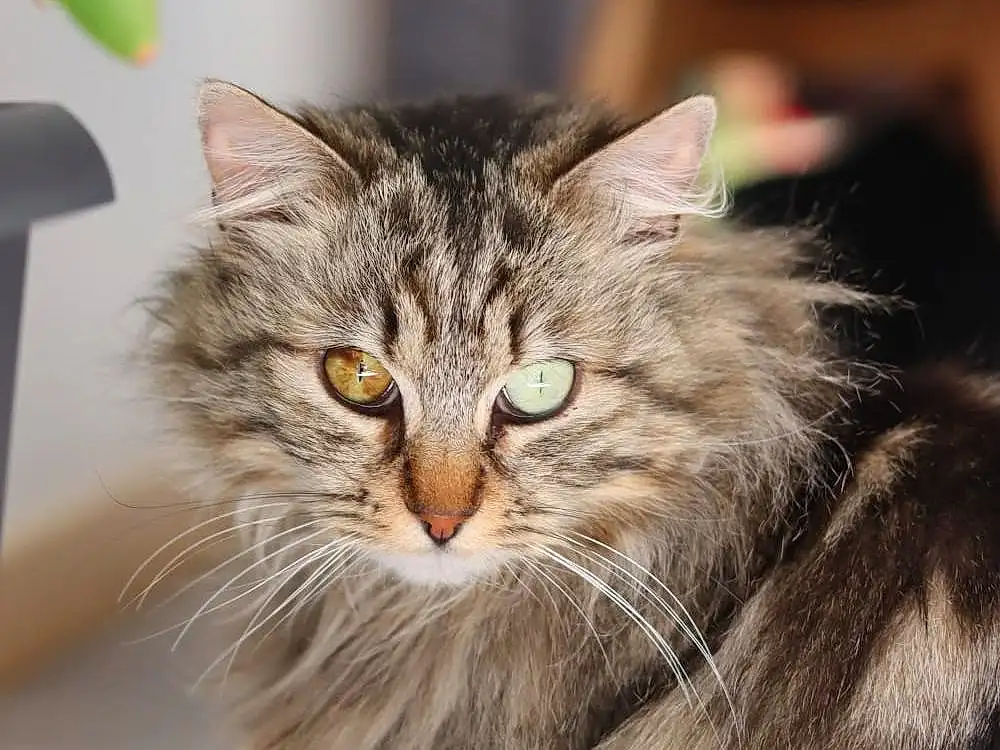 Chat, Felidae, Carnivore, Small To Medium-sized Cats, Moustaches, Museau, Maine Coon, Close-up, Poil, Plante, Domestic Short-haired Cat, Terrestrial Animal, Norvégien, Griffe, British Longhair