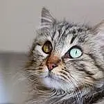 Chat, Yeux, Felidae, Carnivore, Small To Medium-sized Cats, Moustaches, Museau, Poil, Domestic Short-haired Cat, Maine Coon, Terrestrial Animal, Bois, Norvégien, Plante, Fenêtre