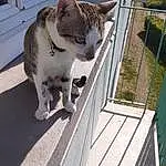 Chat, Felidae, Carnivore, Small To Medium-sized Cats, Moustaches, Museau, Queue, Poil, Roof, Bois, Domestic Short-haired Cat, Plante, Fenêtre, Slope, Steel, Building, Facade