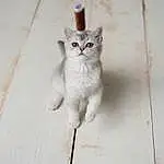 Chat, Felidae, Carnivore, Small To Medium-sized Cats, Bois, Moustaches, Grey, FenÃªtre, Faon, Queue, Museau, Hardwood, Poil, Patte, Domestic Short-haired Cat, Griffe, Door, Cement
