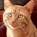 Head, Chat, Yeux, Carnivore, Fenêtre, Felidae, Oreille, Moustaches, Small To Medium-sized Cats, Faon, Museau, Close-up, Domestic Short-haired Cat, Poil, Terrestrial Animal, Patte