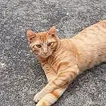 Chat, Yeux, Felidae, Carnivore, Road Surface, Small To Medium-sized Cats, Moustaches, Faon, Terrestrial Animal, Museau, Queue, Herbe, Bois, Patte, Poil, Asphalt, Foot, Griffe, Domestic Short-haired Cat