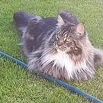 Chat, Carnivore, Felidae, Small To Medium-sized Cats, Moustaches, Grey, Herbe, Terrestrial Animal, Museau, Queue, Plante, Poil, Persan, Groundcover, British Longhair, Ragdoll, Grassland