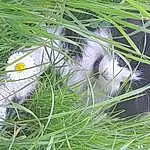 Chat, Plante, Felidae, Carnivore, Small To Medium-sized Cats, Fleur, Moustaches, Herbe, Terrestrial Plant, Terrestrial Animal, Groundcover, Queue, Museau, Poil, Grassland, Domestic Short-haired Cat, Pasture, Herb