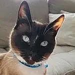 Chat, FenÃªtre, Carnivore, Felidae, Comfort, Grey, Moustaches, Thai, Small To Medium-sized Cats, Queue, Chats noirs, Domestic Short-haired Cat, Poil, Electric Blue, Patte, Foot, Collar, Assis, Shadow, Linens