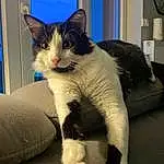 Chat, Bleu, Felidae, Carnivore, Comfort, Moustaches, Small To Medium-sized Cats, Museau, Queue, Couch, FenÃªtre, Domestic Short-haired Cat, Patte, Poil, Foot, Mechanical Fan, Assis, Home Appliance, Door