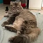 Chat, Carnivore, Felidae, Grey, Comfort, Small To Medium-sized Cats, Moustaches, Museau, Queue, Poil, Patte, Domestic Short-haired Cat, Maine Coon, Lap, Griffe, Terrestrial Animal, British Longhair, Sieste