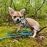 Chien, Carnivore, Race de chien, Chihuahua, Dog Supply, Chien de compagnie, Faon, Herbe, Working Animal, Toy Dog, Arbre, Dog Clothes, Museau, Terrestrial Plant, Plante, Queue, Terrestrial Animal, Groundcover, Electric Blue