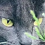 Head, Chat, Yeux, Felidae, Carnivore, Plante, Small To Medium-sized Cats, Human Body, Moustaches, Iris, Grey, Herbe, Museau, Close-up, Terrestrial Animal, Poil, Domestic Short-haired Cat, Electric Blue, Bleu russe