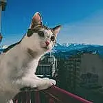 Ciel, Chat, Felidae, Carnivore, Cloud, Small To Medium-sized Cats, Moustaches, Building, Roof, Queue, Domestic Short-haired Cat, Poil, Hiver, Voyages, Arbre, City, Assis, Herbe, Horizon, Vacation