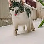 Chat, Felidae, Small To Medium-sized Cats, Carnivore, Neige, Arbre, Museau, Moustaches, Queue, Patte, Poil, Domestic Short-haired Cat, Flowerpot, Terrestrial Animal, Hiver, Collar, Freezing