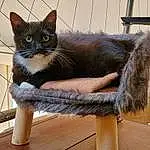 Chat, Carnivore, Bois, Felidae, Moustaches, Pet Supply, FenÃªtre, Small To Medium-sized Cats, Museau, Queue, Terrestrial Animal, Domestic Short-haired Cat, Cat Furniture, Poil, Hardwood, Metal, Animal Shelter, Chats noirs, Cat Supply