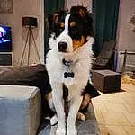 Chien, Couch, Carnivore, Chien de compagnie, Race de chien, Moustaches, Television, Picture Frame, Museau, Herding Dog, Chair, Poil, Cable Television, Lamp, Working Animal, Working Dog, Houseplant, Queue, Led-backlit Lcd Display, Analog Television