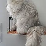 Chat, Grey, Felidae, Moustaches, Small To Medium-sized Cats, Museau, Queue, British Longhair, Poil, Terrestrial Animal, Natural Material, Fashion Accessory