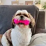 Chien, Race de chien, Carnivore, Comfort, Liver, Shih Tzu, Dog Supply, Working Animal, Chien de compagnie, Collar, Faon, Toy Dog, Picture Frame, Houseplant, Museau, Dog Collar, Pet Supply, Poil, Canidae