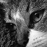 Hair, Nez, Head, Chat, Yeux, Felidae, Carnivore, Human Body, Small To Medium-sized Cats, Moustaches, Iris, Grey, Style, Museau, Noir & Blanc, Darkness, Close-up, Monochrome, Poil