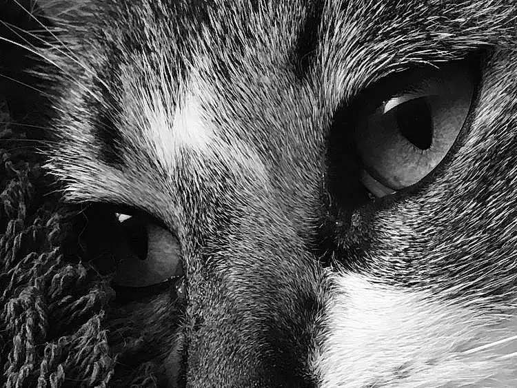 Hair, Nez, Head, Chat, Yeux, Felidae, Carnivore, Human Body, Small To Medium-sized Cats, Moustaches, Iris, Grey, Style, Museau, Noir & Blanc, Darkness, Close-up, Monochrome, Poil