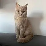 Chat, Felidae, Carnivore, Small To Medium-sized Cats, Gesture, Oreille, Fenêtre, Moustaches, Bois, Comfort, Domestic Short-haired Cat, Poil, Patte, Griffe, Shelf, Nail