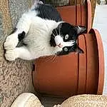 Chat, Carnivore, Felidae, Comfort, Bois, Moustaches, Small To Medium-sized Cats, Plante, Museau, Queue, Couch, Domestic Short-haired Cat, Poil, Cat Supply, Chair, Living Room, Patte, Canidae, Hardwood