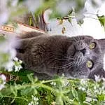 Chat, Plante, Carnivore, Felidae, Fleur, Small To Medium-sized Cats, Herbe, Moustaches, Groundcover, Museau, Chats noirs, Bleu russe, Domestic Short-haired Cat, Poil, Arbre, Queue, Terrestrial Animal, Bombay, Flowering Plant, Annual Plant