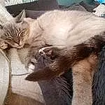 Chat, Felidae, Carnivore, Small To Medium-sized Cats, Comfort, Moustaches, Faon, Museau, Queue, Patte, Poil, Domestic Short-haired Cat, Griffe, Sieste, Thai, Sleep, Balinais