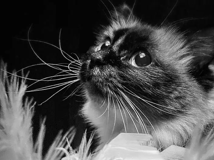 Chat, Yeux, Felidae, Flash Photography, Carnivore, Style, Small To Medium-sized Cats, Black-and-white, Moustaches, Ciel, Herbe, Plante, Happy, Museau, Noir & Blanc, Monochrome, Close-up, Darkness, Poil, Cloud