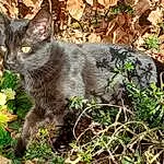 Chat, Plante, Felidae, Carnivore, Small To Medium-sized Cats, Moustaches, Herbe, Groundcover, Terrestrial Animal, Museau, Queue, Poil, Domestic Short-haired Cat, Soil, Shrub, Herbaceous Plant, Herb, Art, Flowering Plant