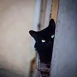 Chat, Felidae, Carnivore, Small To Medium-sized Cats, Iris, Moustaches, Grey, Bombay, Arbre, Bois, Tints And Shades, Museau, FenÃªtre, Chats noirs, Queue, Poil, Domestic Short-haired Cat, Darkness, Stairs, Noir & Blanc