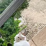 Chat, Plante, Felidae, Carnivore, Small To Medium-sized Cats, Bois, Herbe, Faon, Moustaches, Queue, Fenêtre, Poil, Shade, Glass, Road Surface, Fleur, Ragdoll, Daylighting, Plant Stem, Concrete